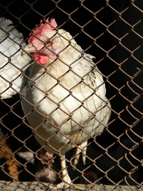 里的突然爆 里的突然爆